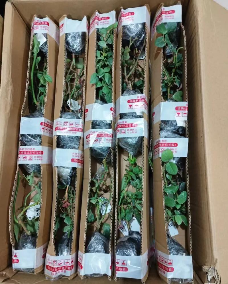 多肉植物怎么包装邮寄-第1张图片-吾爱花网