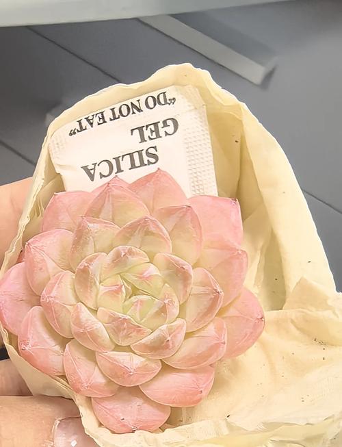 多肉植物怎么包装邮寄-第3张图片-吾爱花网