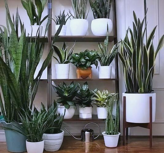 卧室盆栽选什么好养又易活？-第2张图片-吾爱花网