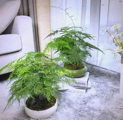 卧室盆栽选什么好养又易活？-第3张图片-吾爱花网