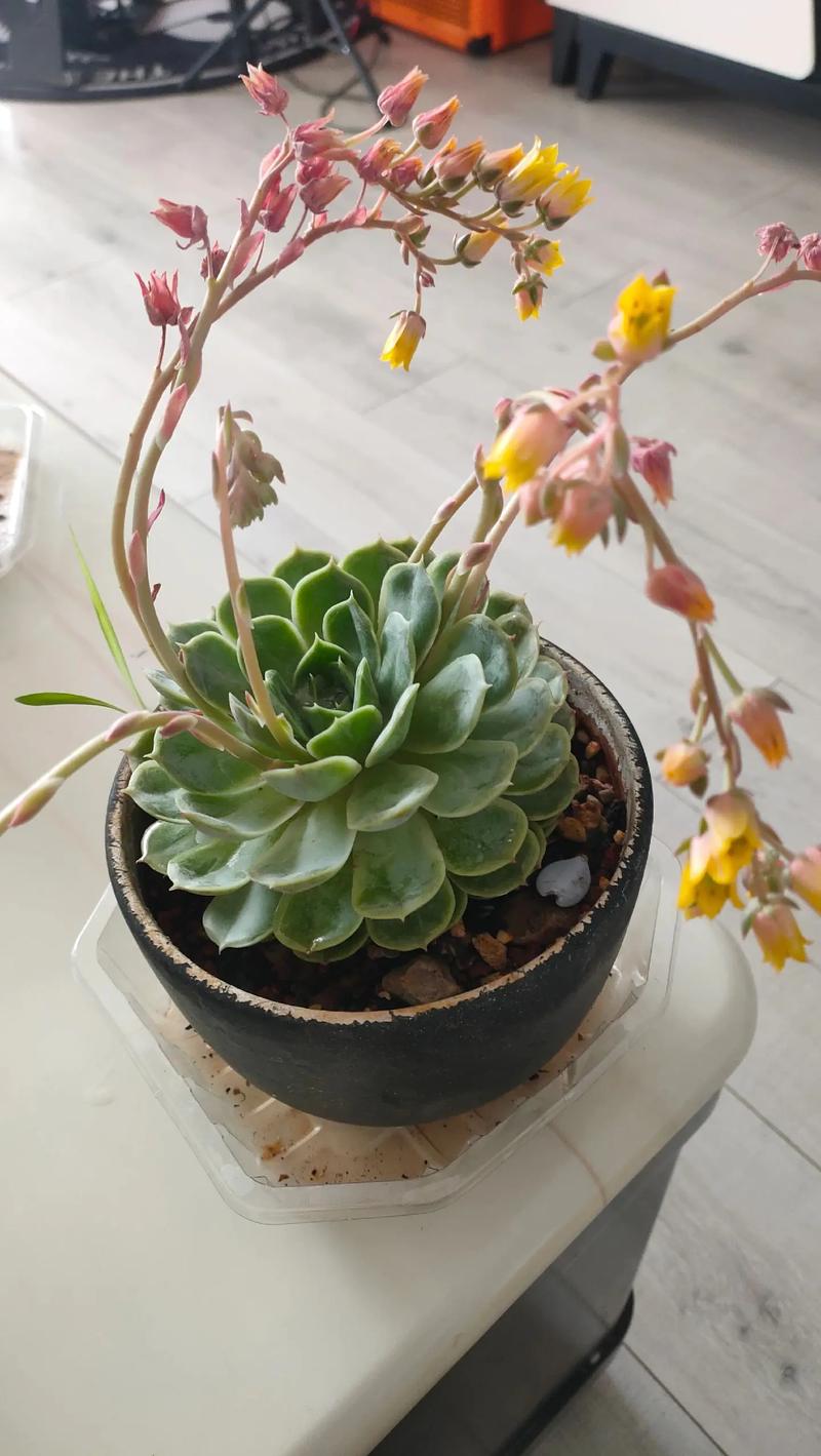 野马多肉开花后要剪掉吗？-第1张图片-吾爱花网