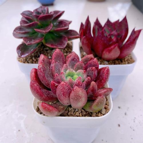 野马多肉开花后要剪掉吗？-第2张图片-吾爱花网