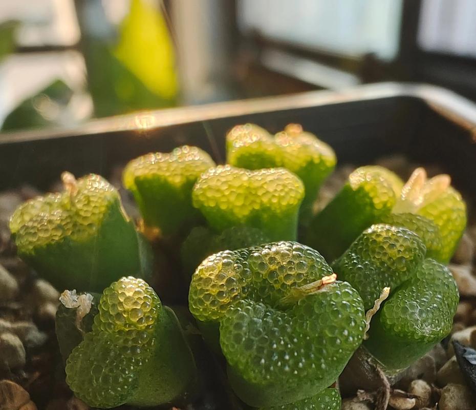 野马多肉开花后要剪掉吗？-第3张图片-吾爱花网