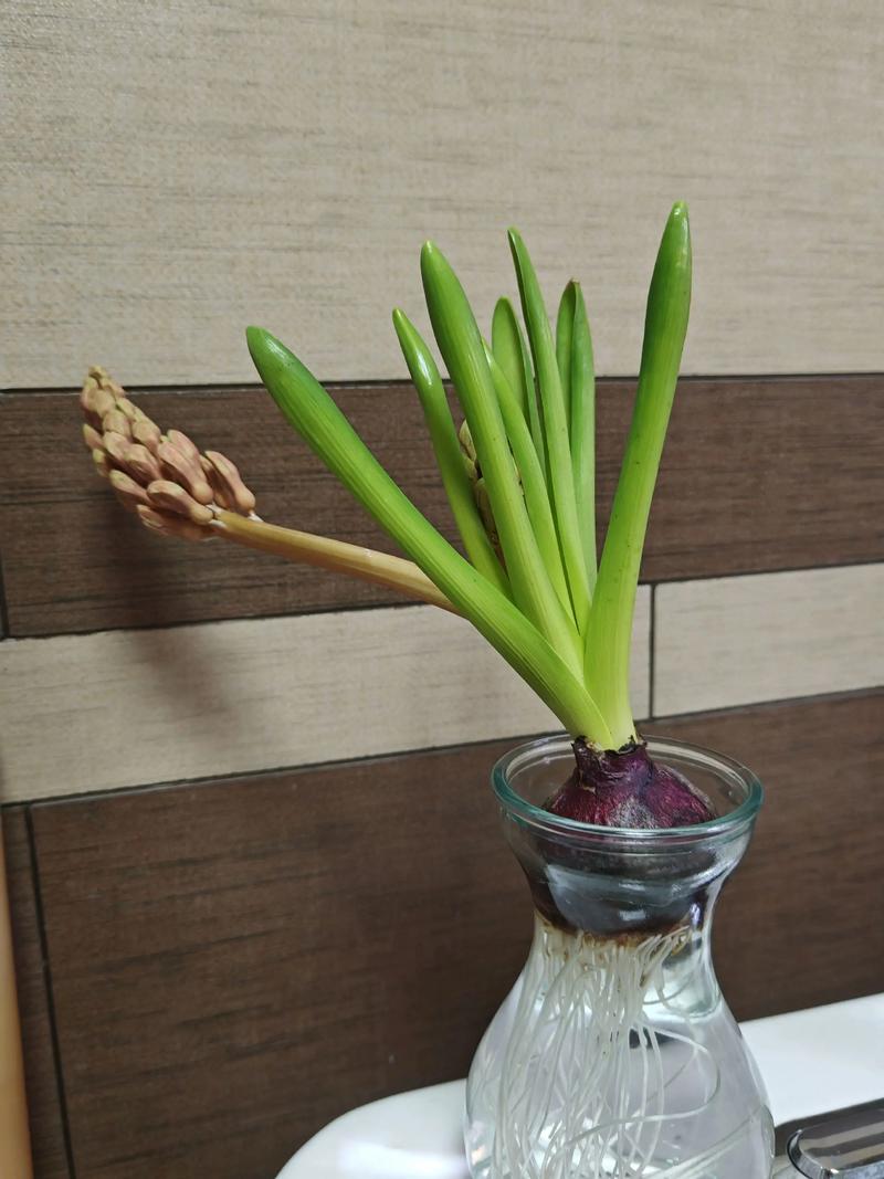 风信子水培结冰会冻死吗？-第1张图片-吾爱花网