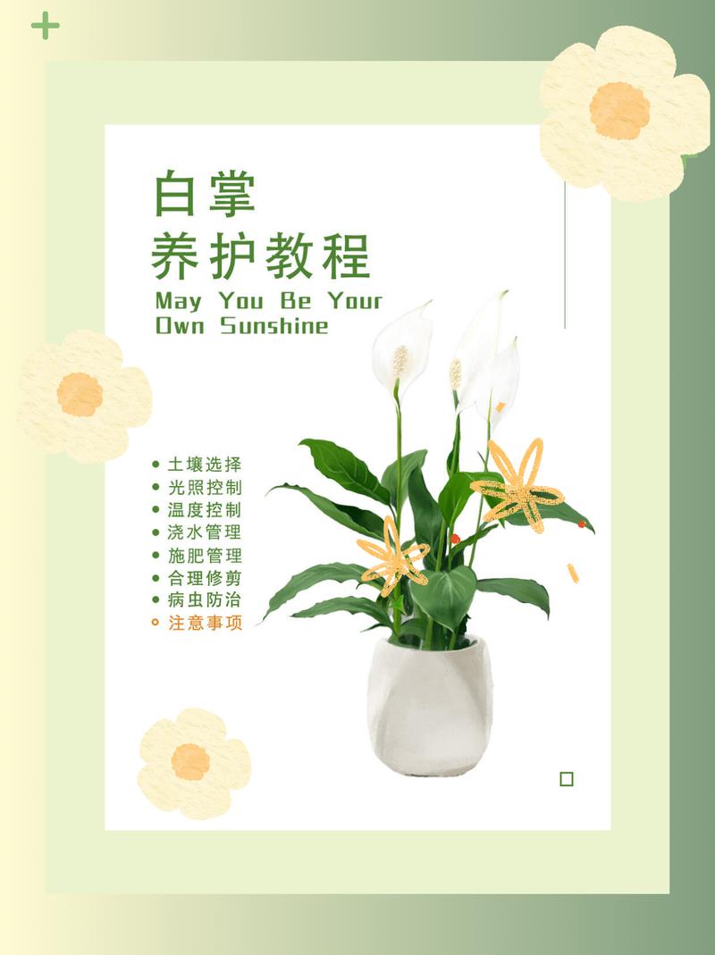 水培白掌花怎么养才茂盛？-第1张图片-吾爱花网