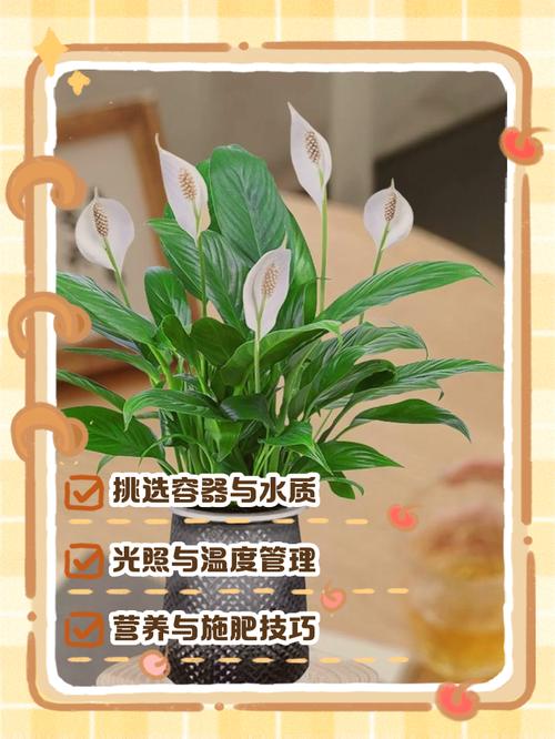 水培白掌花怎么养才茂盛？-第2张图片-吾爱花网
