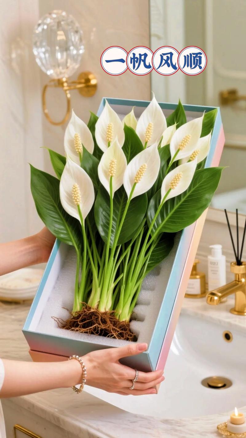 水培白掌花怎么养才茂盛？-第3张图片-吾爱花网