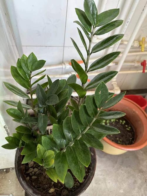 盆栽花叶喷液肥，该咋喷才有效？-第1张图片-吾爱花网