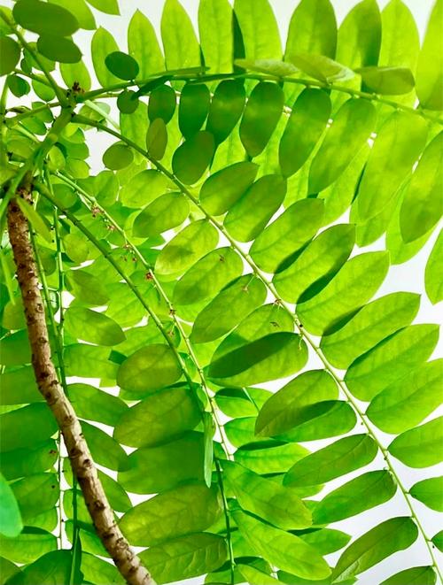 盆栽花叶喷液肥，该咋喷才有效？-第2张图片-吾爱花网