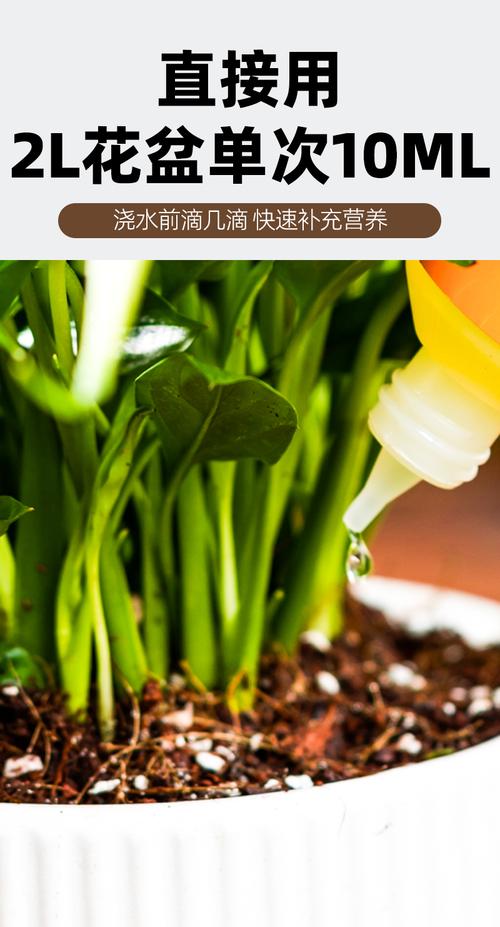 盆栽花叶喷液肥，该咋喷才有效？-第3张图片-吾爱花网