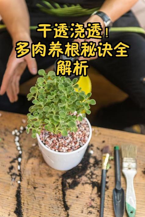 多肉干透怎么判断？-第1张图片-吾爱花网