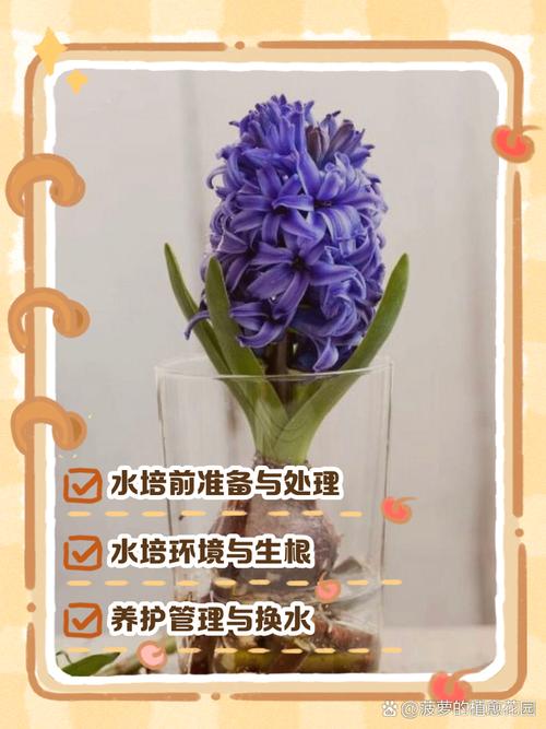 风信子水培养能放室外吗？-第2张图片-吾爱花网