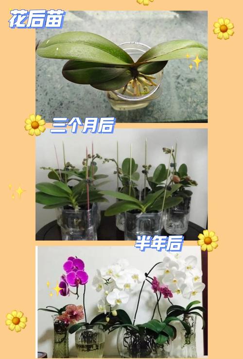 水培蝴蝶兰怎么养？图解步骤看这里-第1张图片-吾爱花网