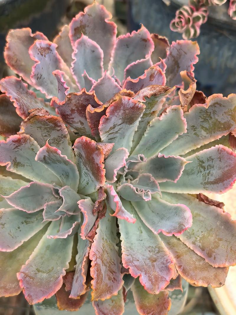 晚霞多肉如何养出胖乎乎的状态？-第2张图片-吾爱花网