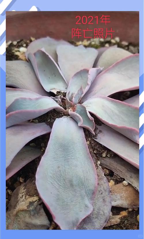 晚霞多肉如何养出胖乎乎的状态？-第1张图片-吾爱花网