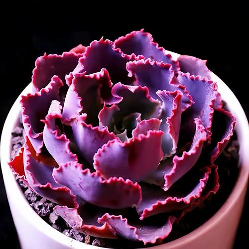 晚霞多肉如何养出胖乎乎的状态？-第3张图片-吾爱花网