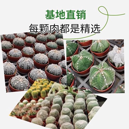 仙人球盆栽图片有哪些品种？-第2张图片-吾爱花网