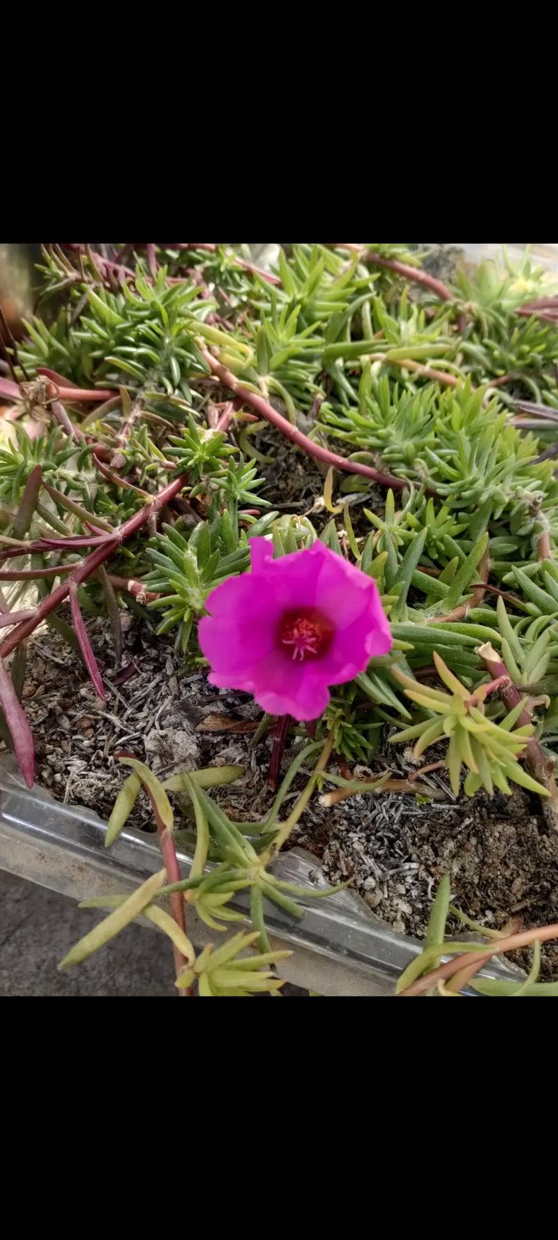 盆栽马齿菜花能吃吗？-第1张图片-吾爱花网