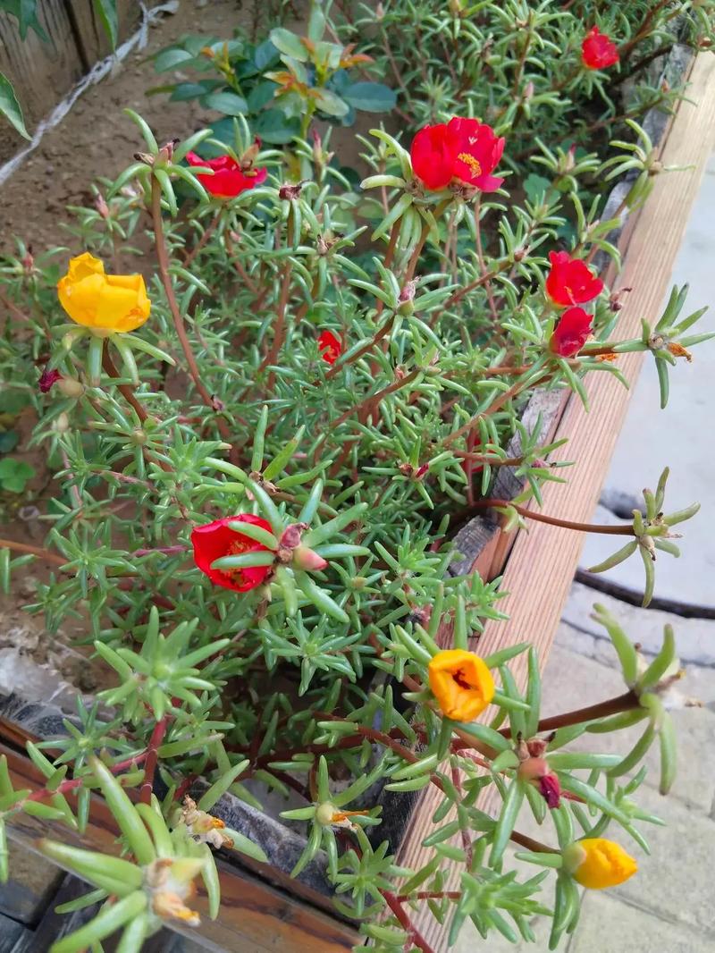 盆栽马齿菜花能吃吗？-第2张图片-吾爱花网