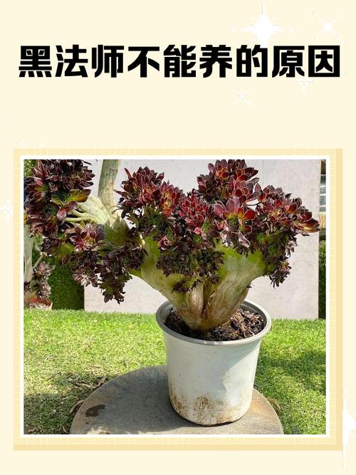 盆栽黑法师怎么养才爆盆？-第1张图片-吾爱花网
