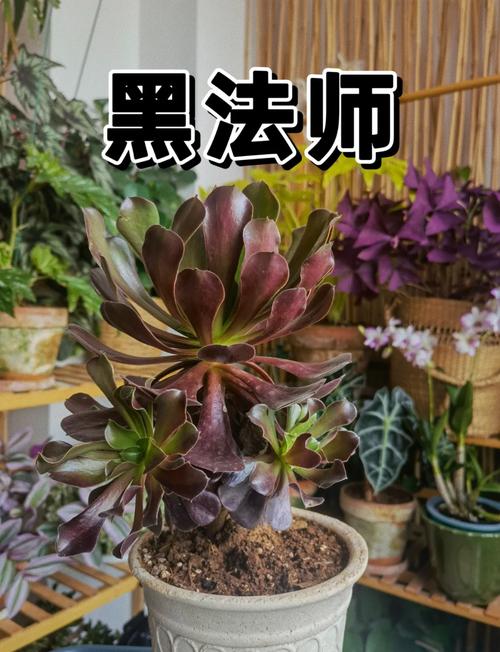 盆栽黑法师怎么养才爆盆？-第2张图片-吾爱花网