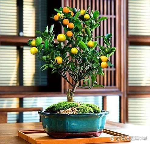 盆栽桔子成熟期是什么时候？-第1张图片-吾爱花网