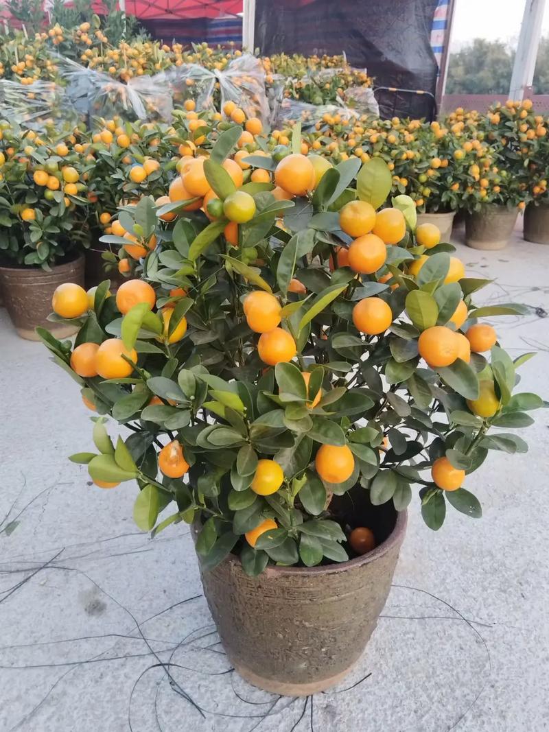 盆栽桔子成熟期是什么时候？-第2张图片-吾爱花网