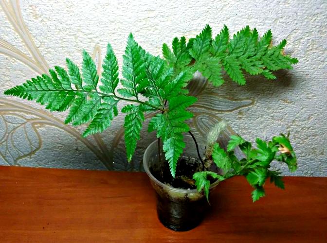 哪些植物盆栽生长方式最奇特？-第1张图片-吾爱花网