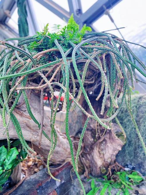 哪些植物盆栽生长方式最奇特？-第2张图片-吾爱花网