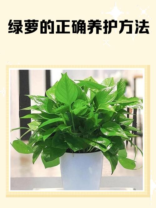 水培绿萝缺营养怎么补救？-第1张图片-吾爱花网