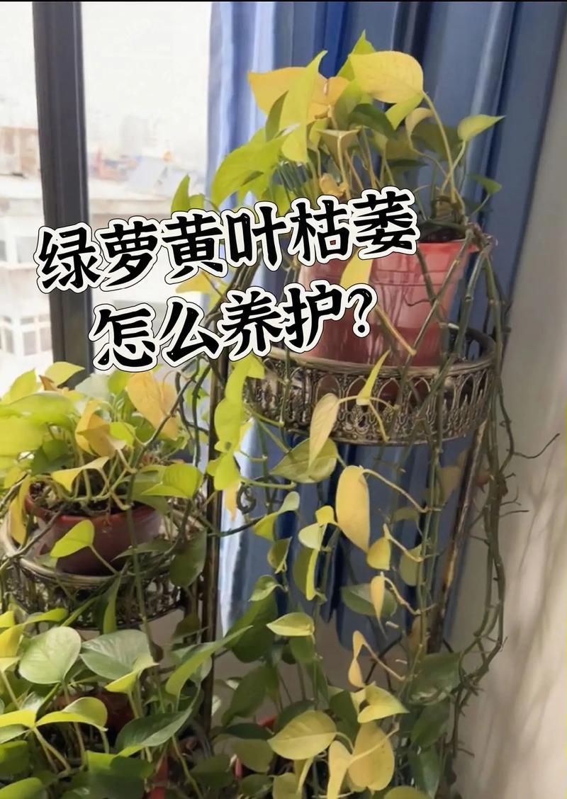 水培绿萝缺营养怎么补救？-第3张图片-吾爱花网