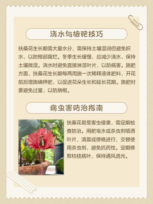 盆栽扶桑花怎么养才好？-第1张图片-吾爱花网