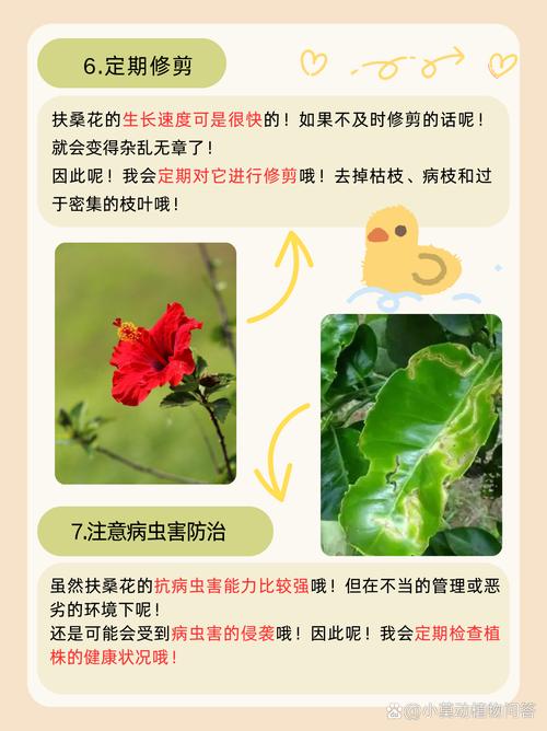 盆栽扶桑花怎么养才好？-第2张图片-吾爱花网