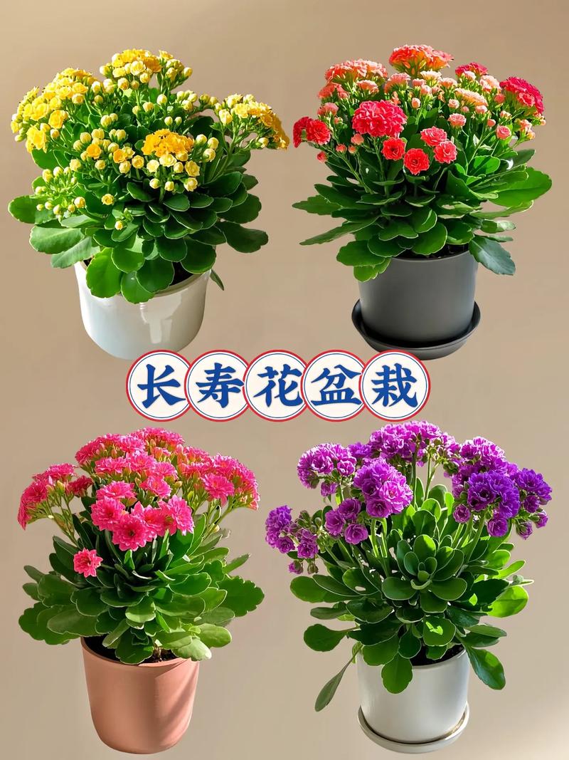 水培长寿花多久能转土栽？-第1张图片-吾爱花网