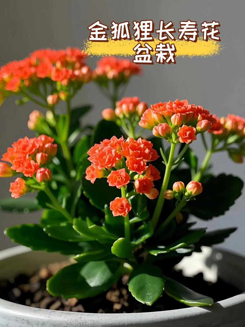 水培长寿花多久能转土栽？-第3张图片-吾爱花网