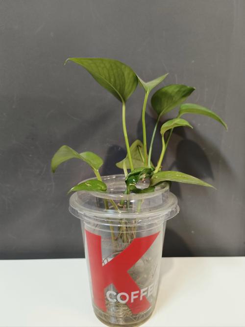 绿萝水培改土培不剪根会怎样？-第1张图片-吾爱花网