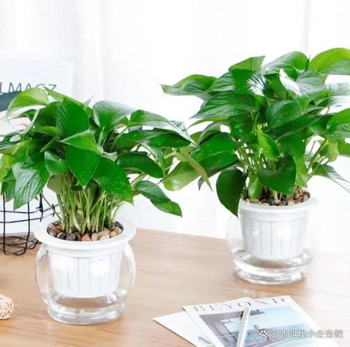 绿萝水培改土培不剪根会怎样？-第2张图片-吾爱花网