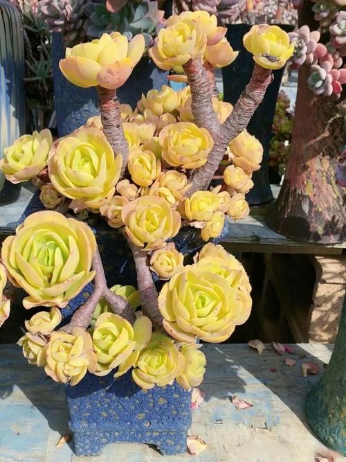 碧桃品种有哪些？图片大全怎么选？-第1张图片-吾爱花网