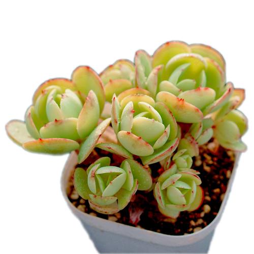 碧桃品种有哪些？图片大全怎么选？-第3张图片-吾爱花网