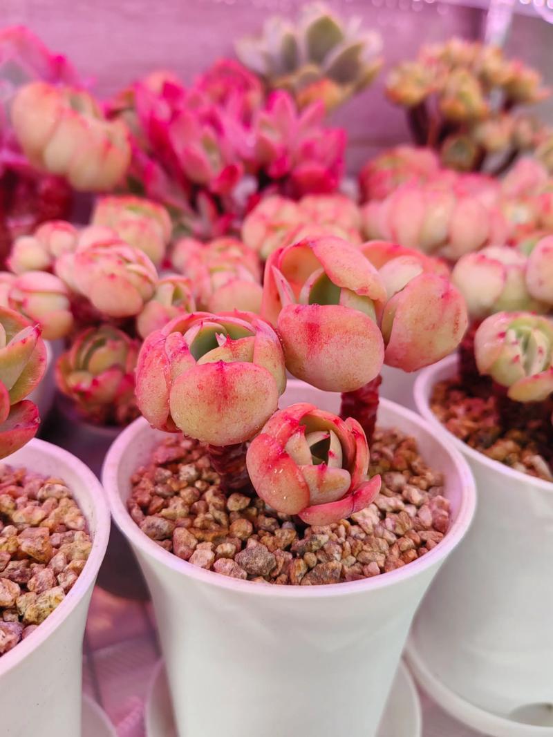 碧桃品种有哪些？图片大全怎么选？-第2张图片-吾爱花网