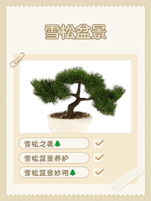 雪松盆栽能放室内养吗？-第1张图片-吾爱花网