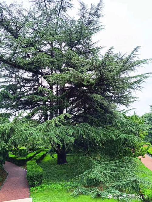 雪松盆栽能放室内养吗？-第2张图片-吾爱花网