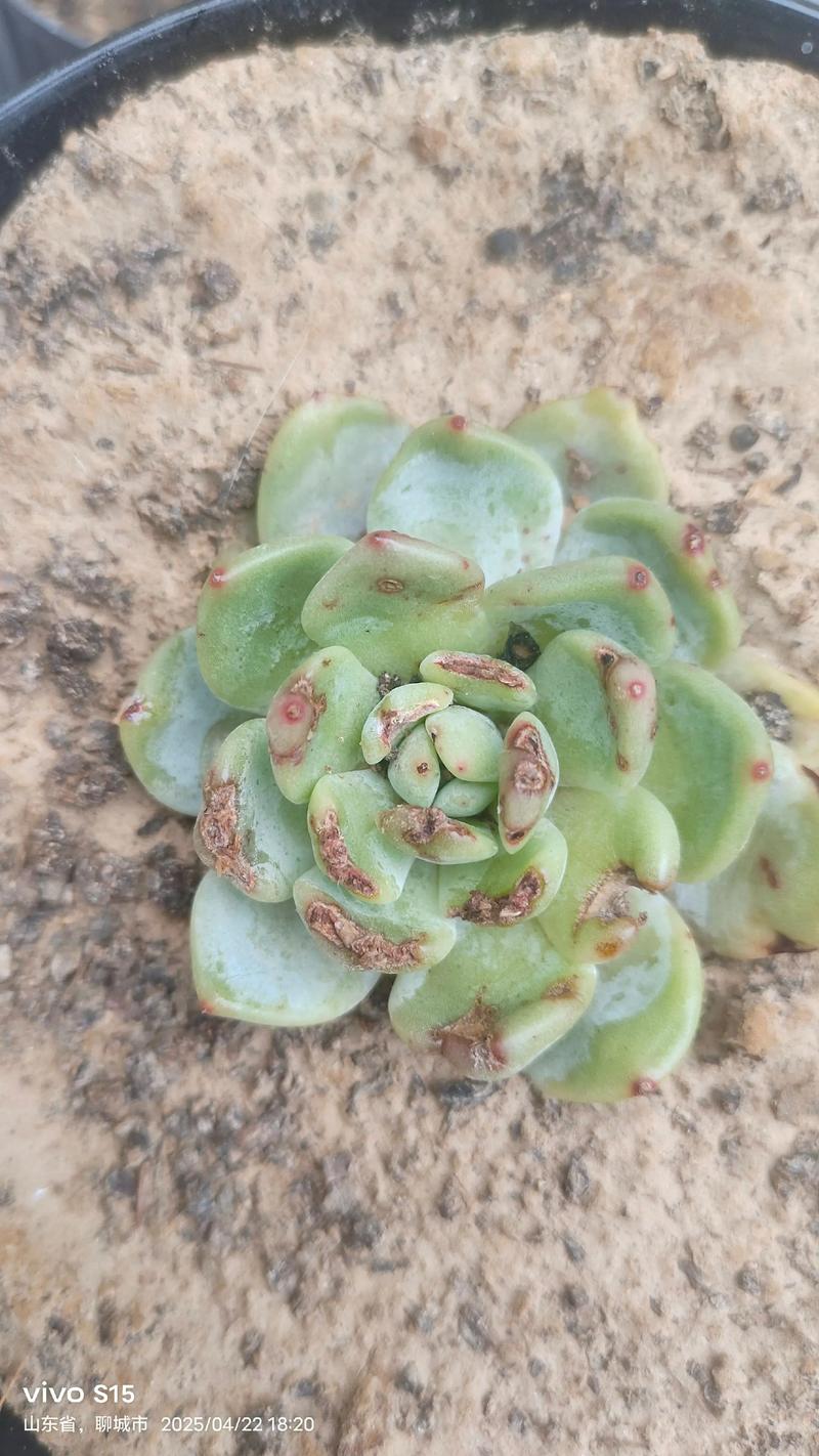 多肉枯死难判断？教你辨生死！-第1张图片-吾爱花网