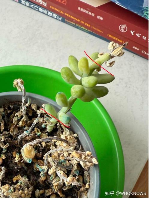 多肉枯死难判断？教你辨生死！-第2张图片-吾爱花网