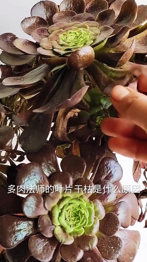 多肉枯死难判断？教你辨生死！-第3张图片-吾爱花网