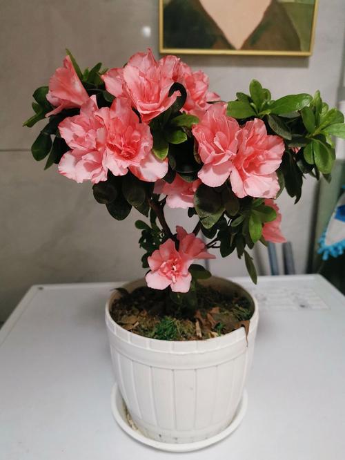 盆栽杜鹃花品种图片有哪些？-第1张图片-吾爱花网