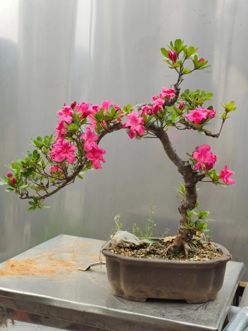 盆栽杜鹃花品种图片有哪些？-第3张图片-吾爱花网