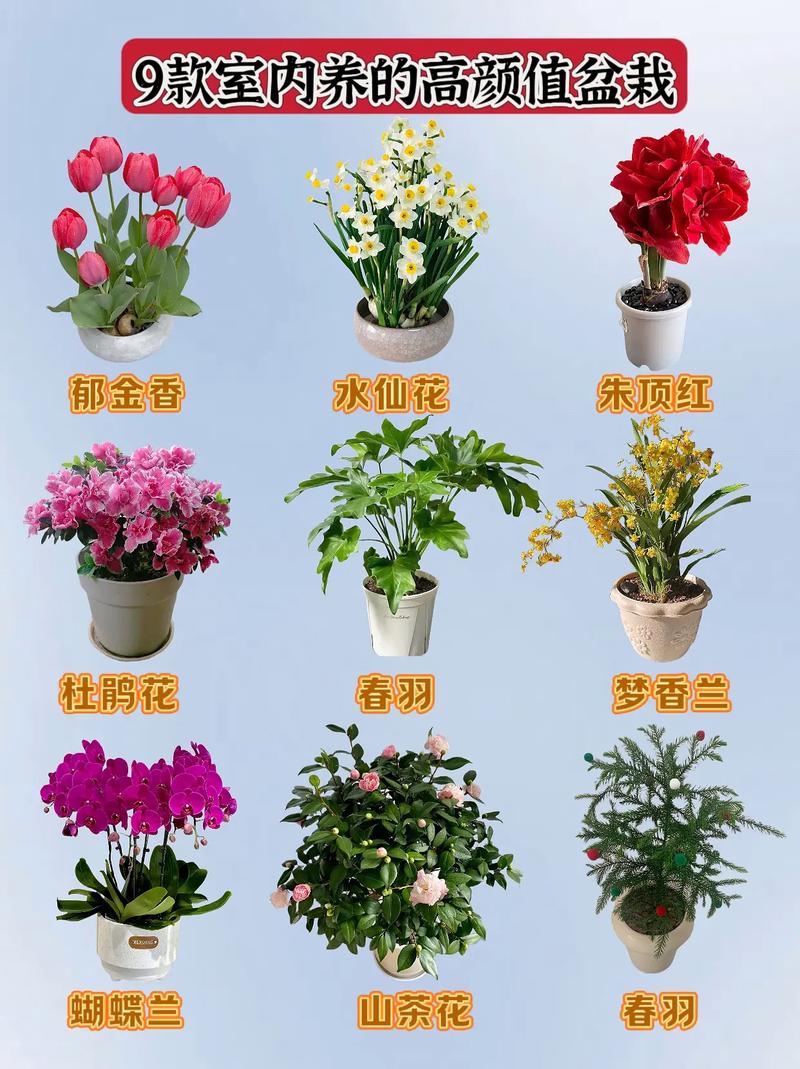 好看盆栽花图片有哪些推荐？-第1张图片-吾爱花网