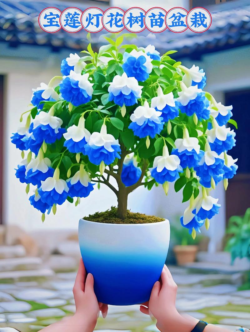 好看盆栽花图片有哪些推荐？-第2张图片-吾爱花网