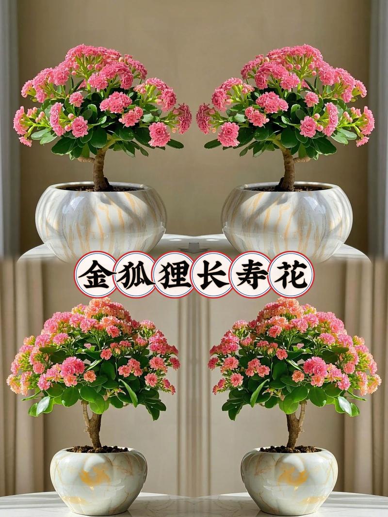 河南适合种哪些盆栽花？-第1张图片-吾爱花网